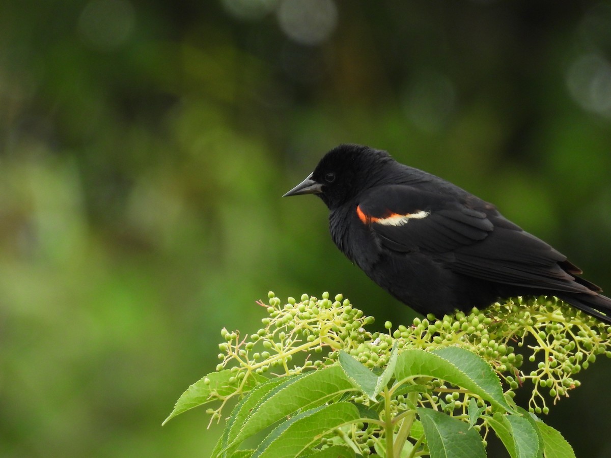 Red-winged Blackbird - ML621110277