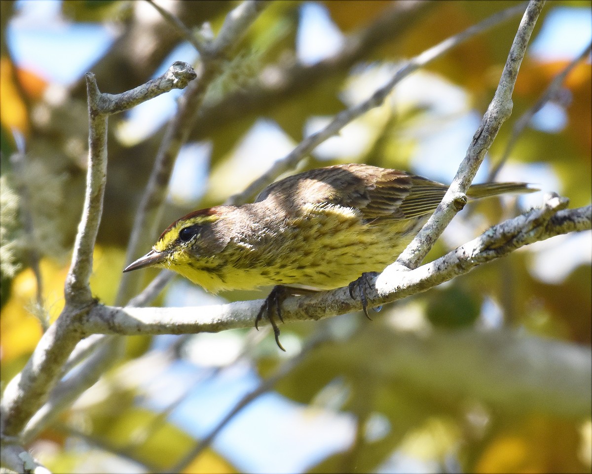 Palm Warbler - ML621110279