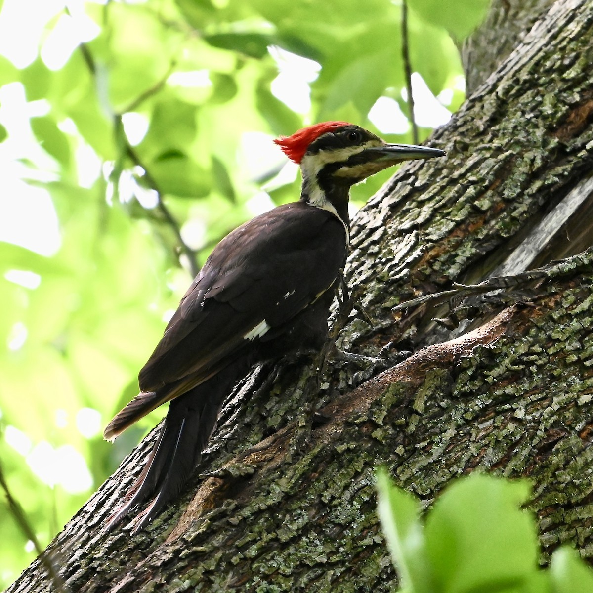 Pileated Woodpecker - ML621110283