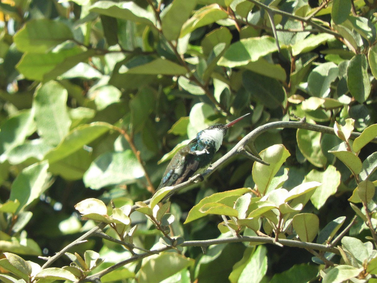 White-throated Hummingbird - ML621110294