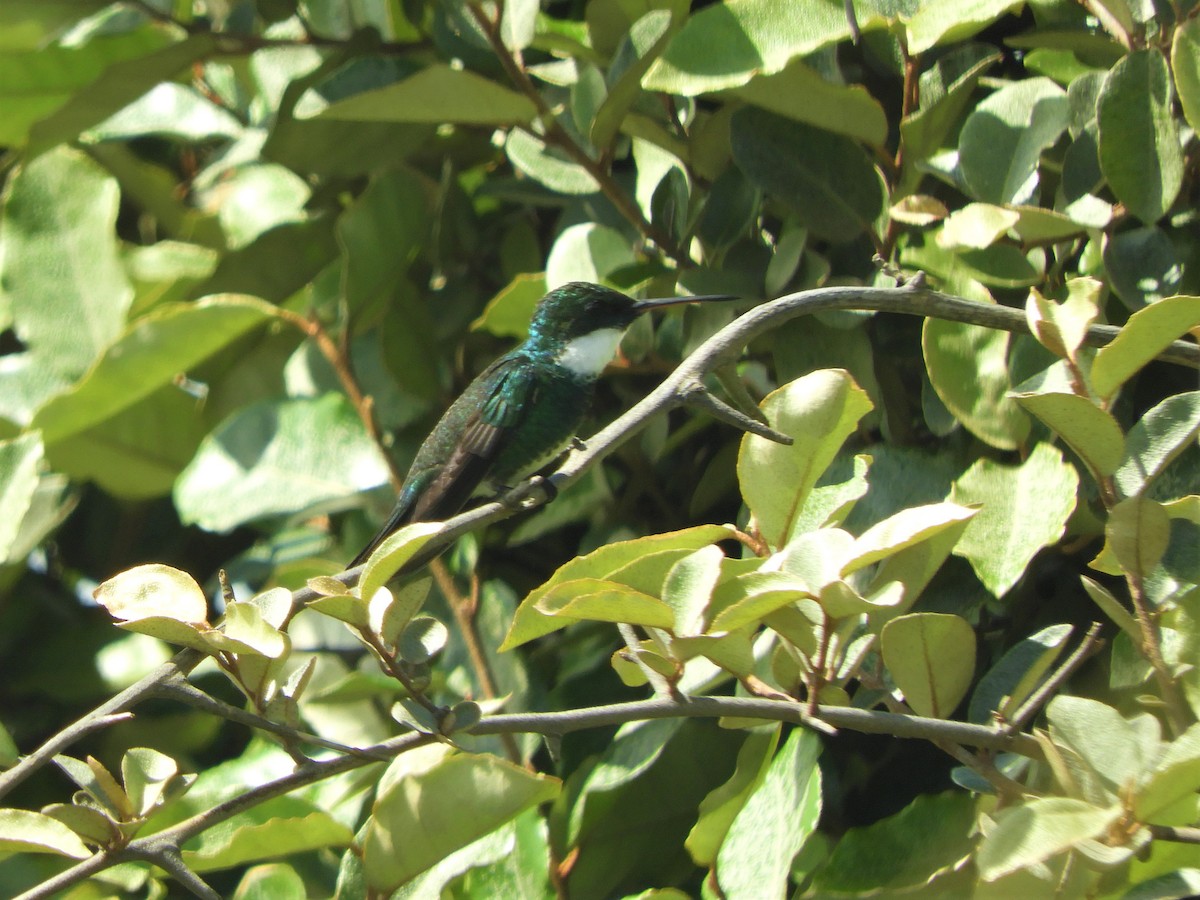 White-throated Hummingbird - ML621110295