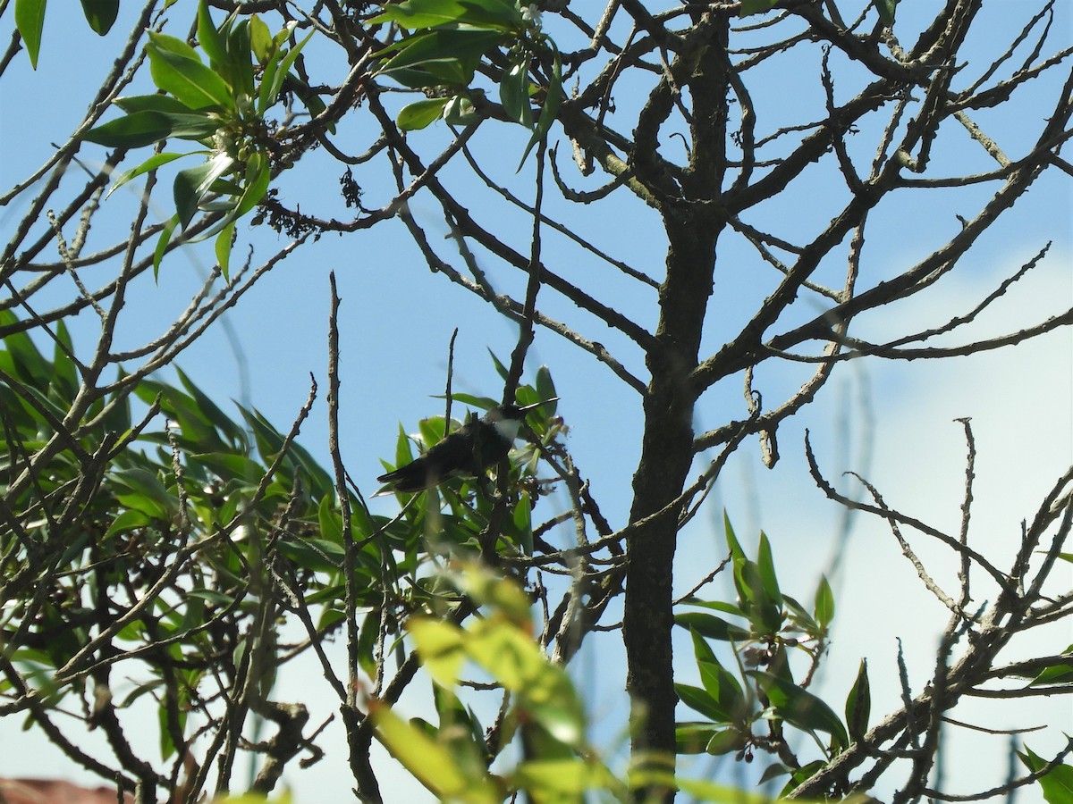 White-throated Hummingbird - ML621110297