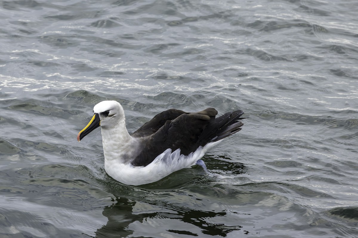 Albatros à nez jaune - ML621110316