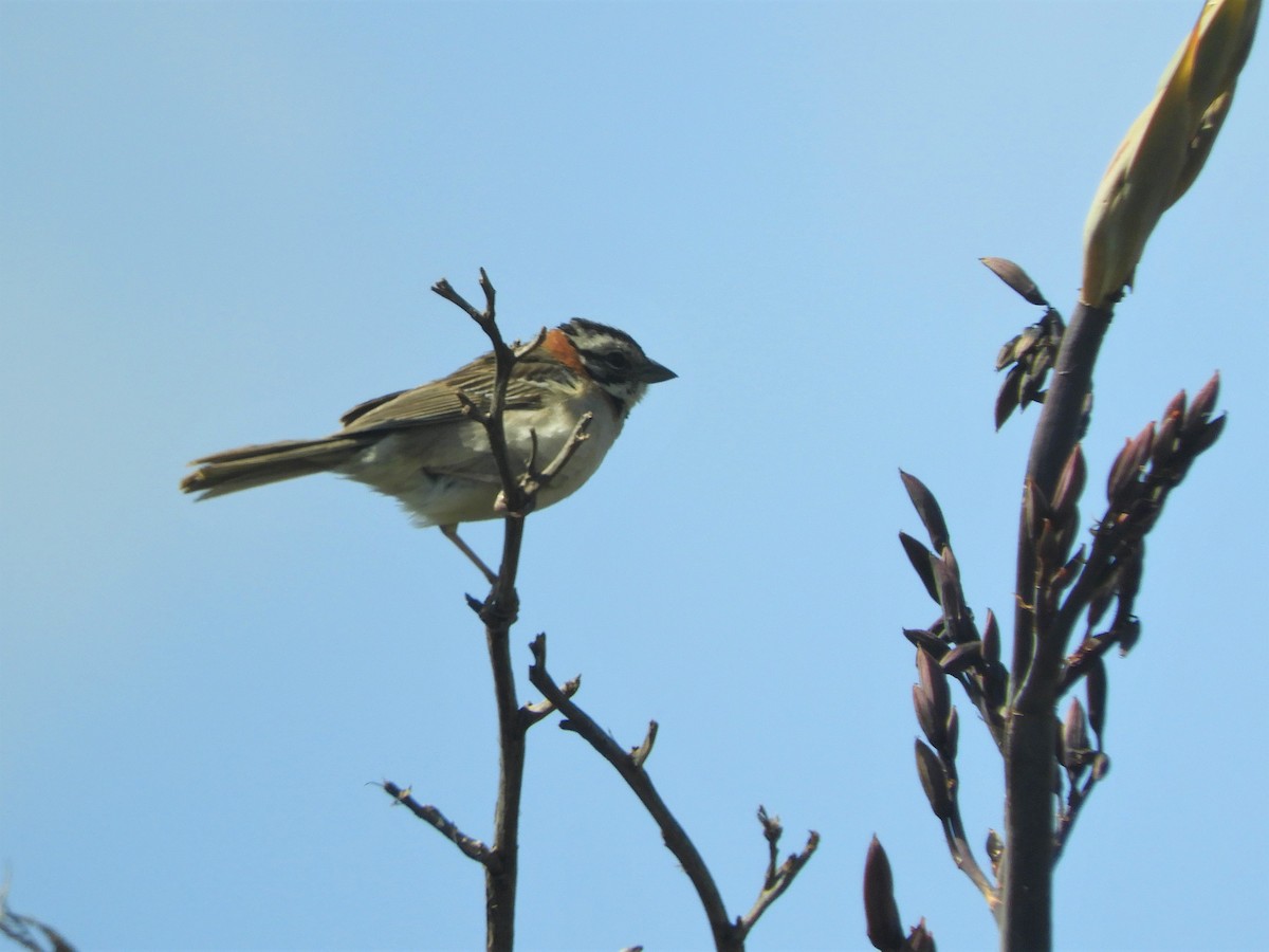 Rufous-collared Sparrow - ML621110342