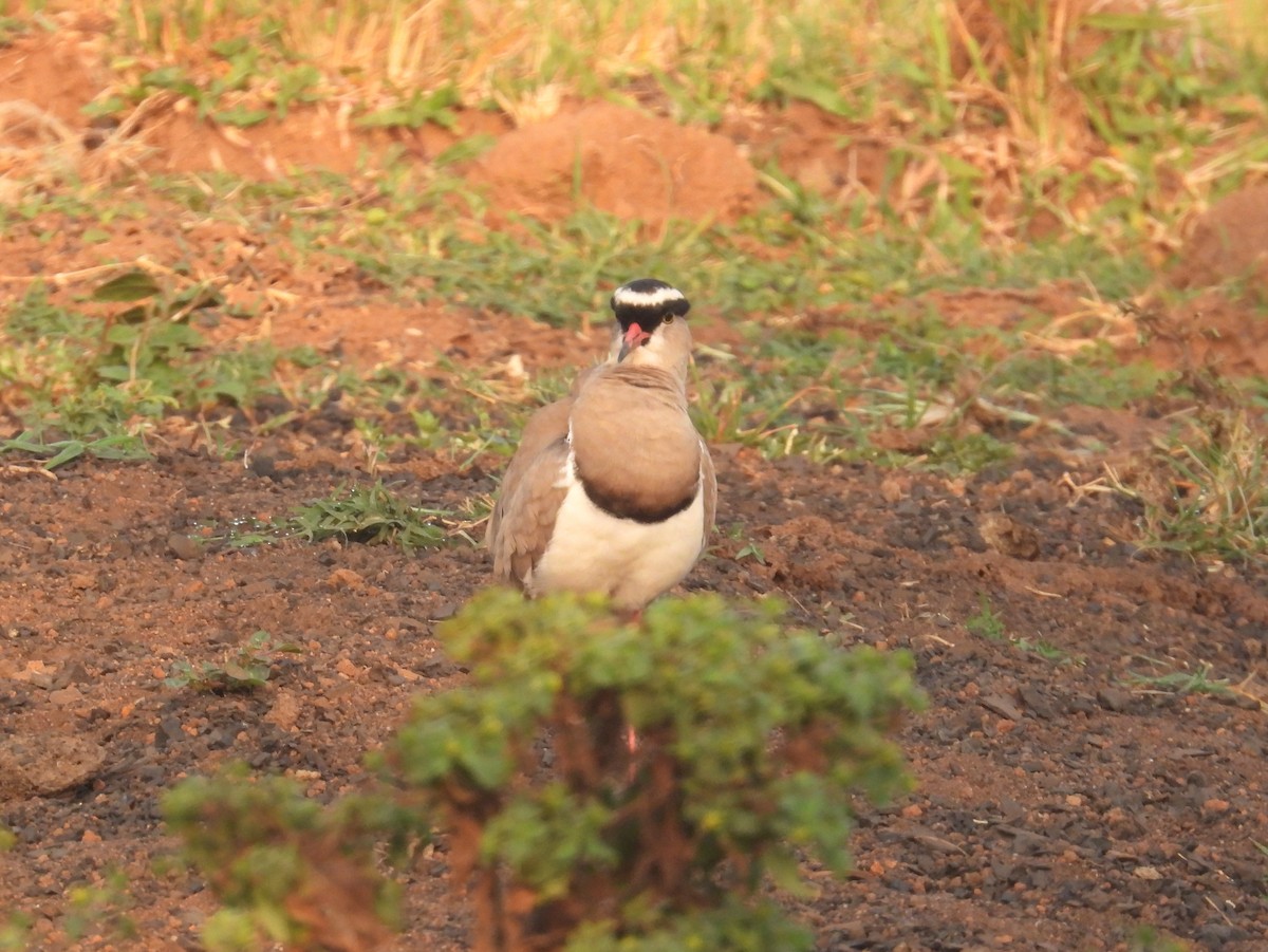 Crowned Lapwing - ML621110345