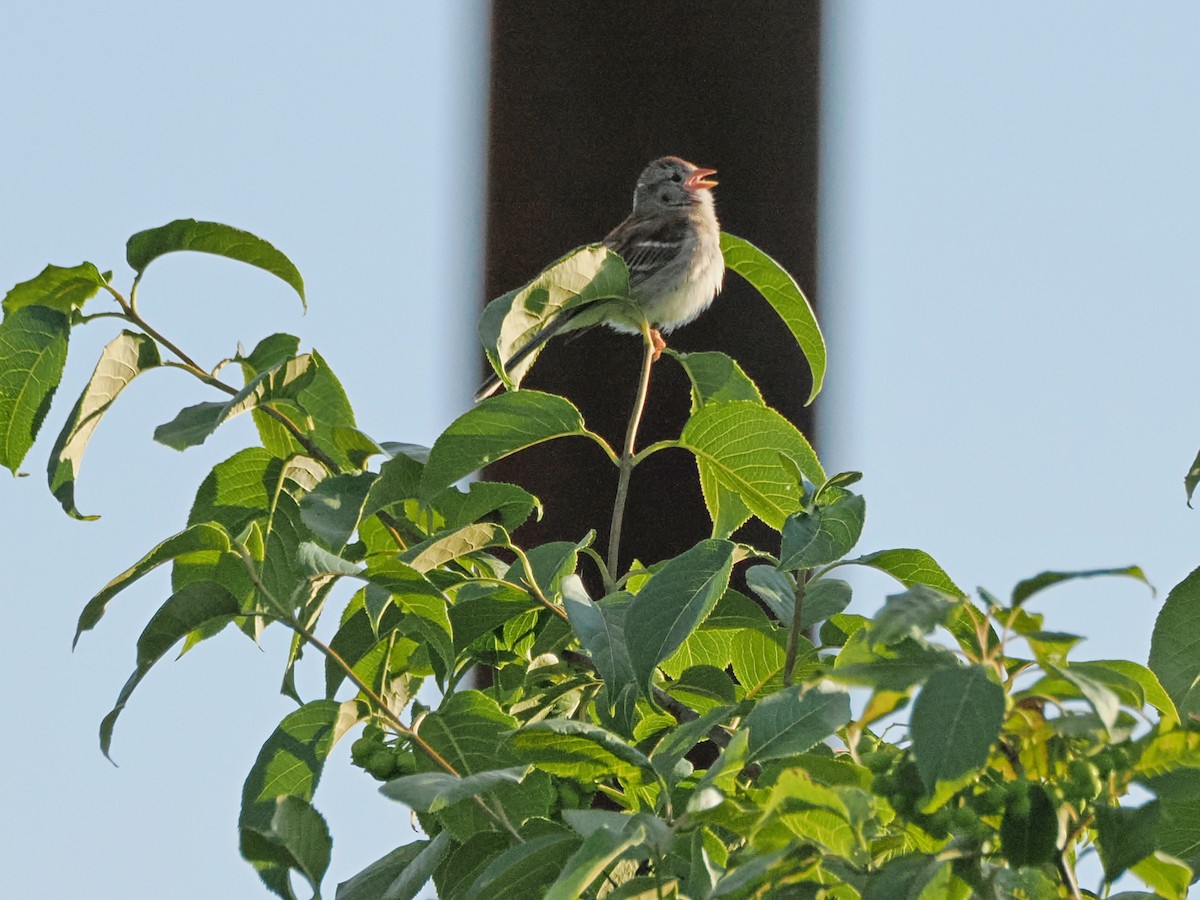Field Sparrow - ML621110350