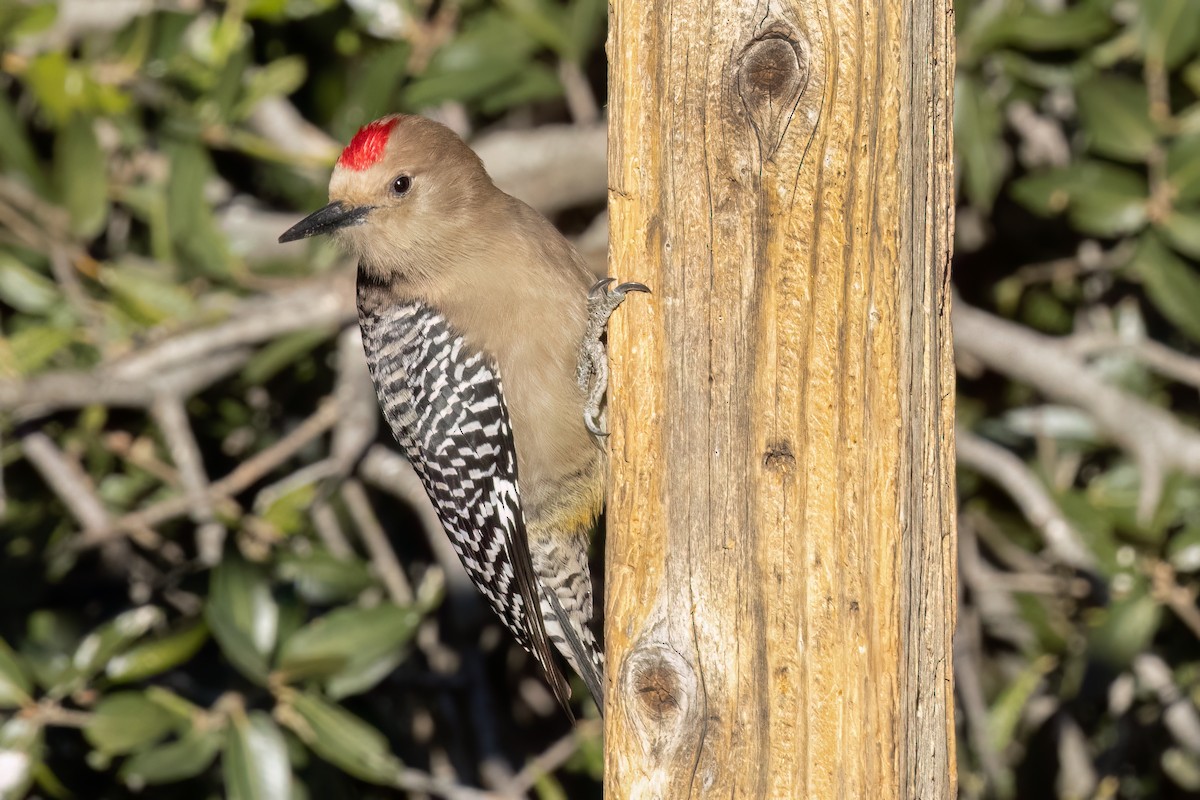 Gila Woodpecker - ML621110357