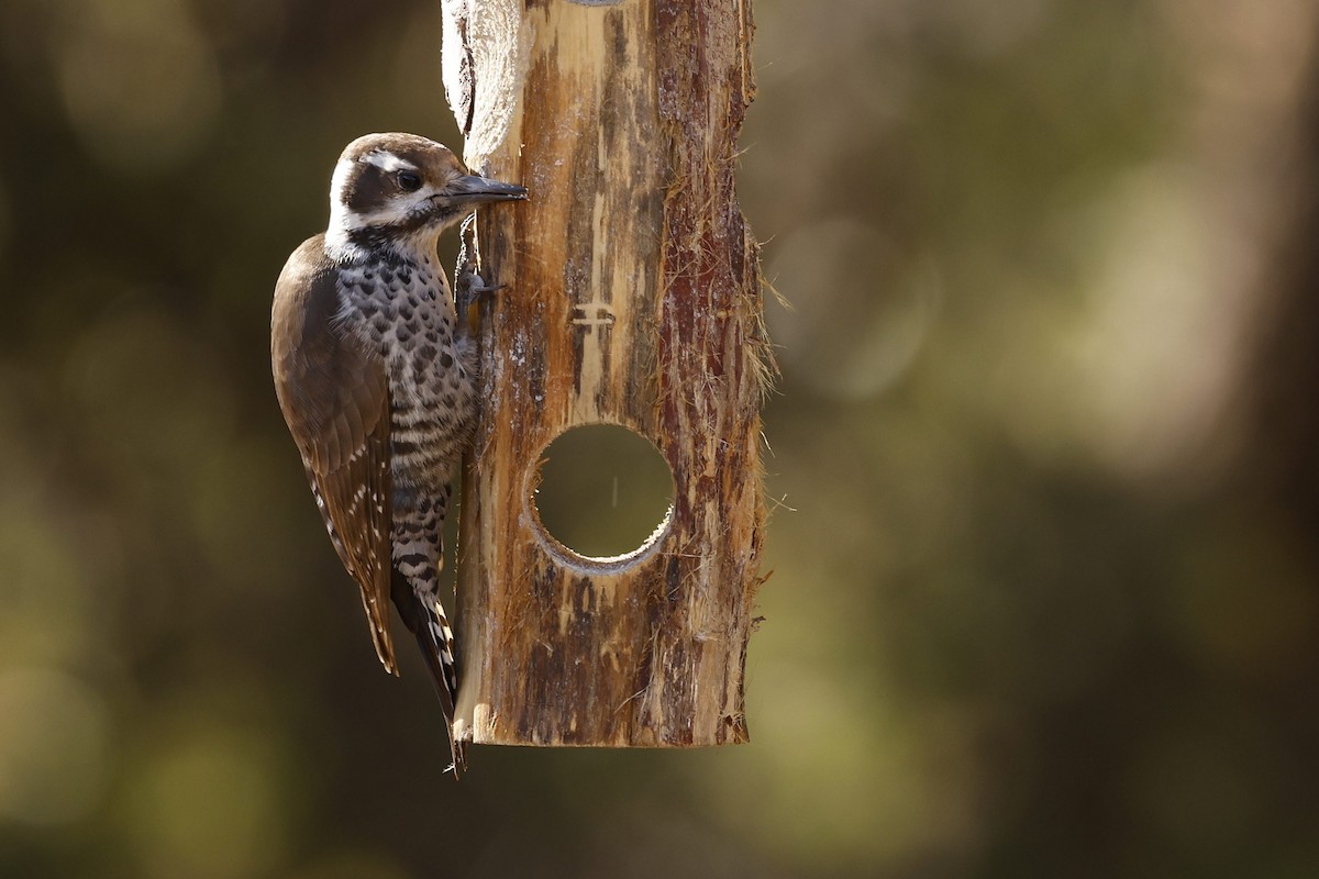 Arizona Woodpecker - ML621110363