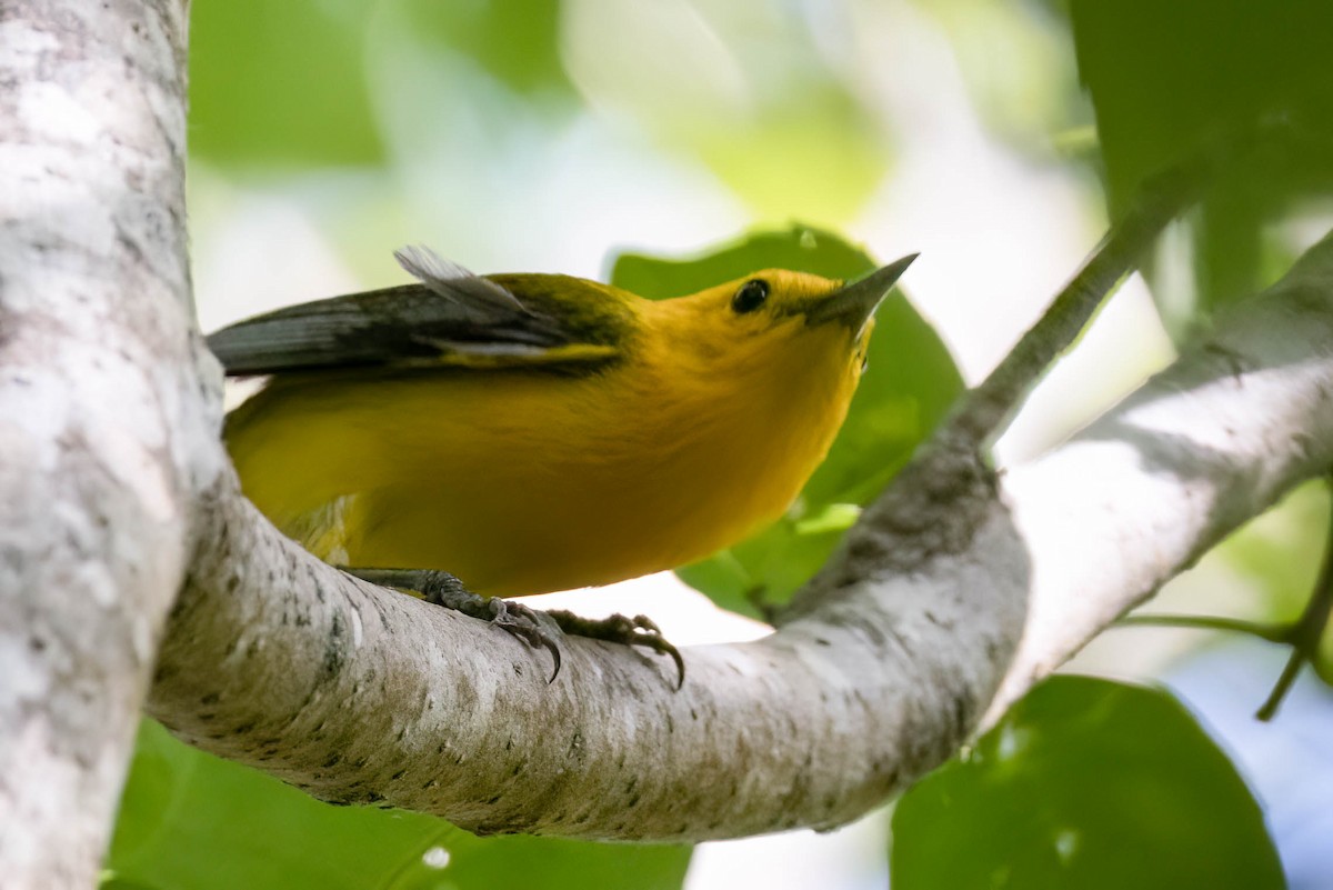 Prothonotary Warbler - ML621110388
