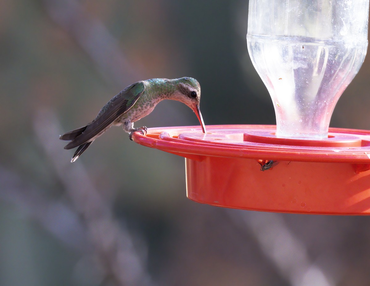 Broad-billed Hummingbird - ML621110459