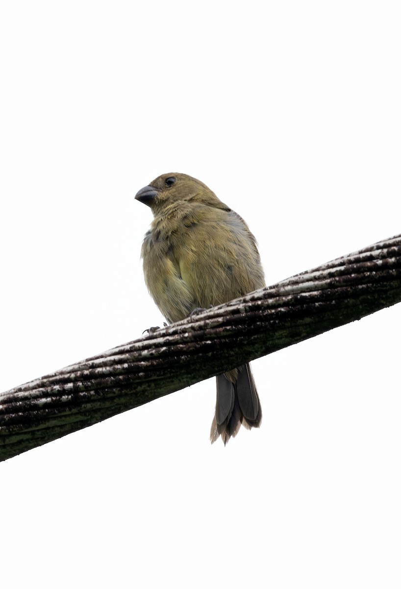 Variable Seedeater - ML621110484