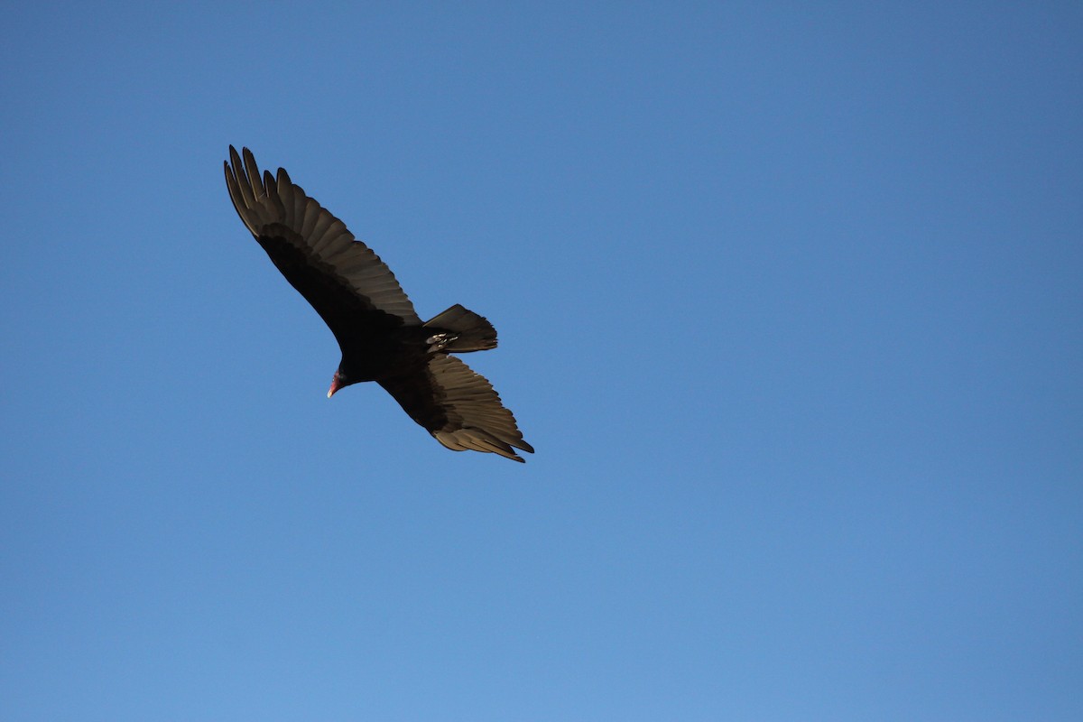 Turkey Vulture - ML621110513