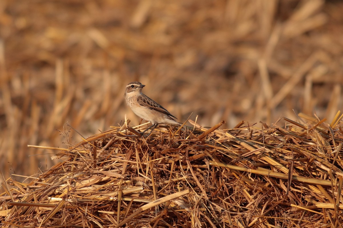 Whinchat - ML621110514