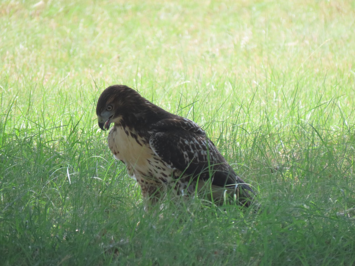 Red-tailed Hawk - ML621110518