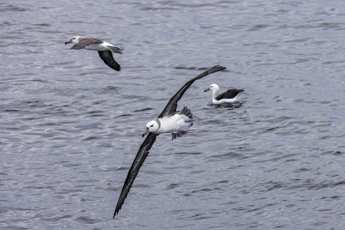 Albatros à sourcils noirs - ML621110559
