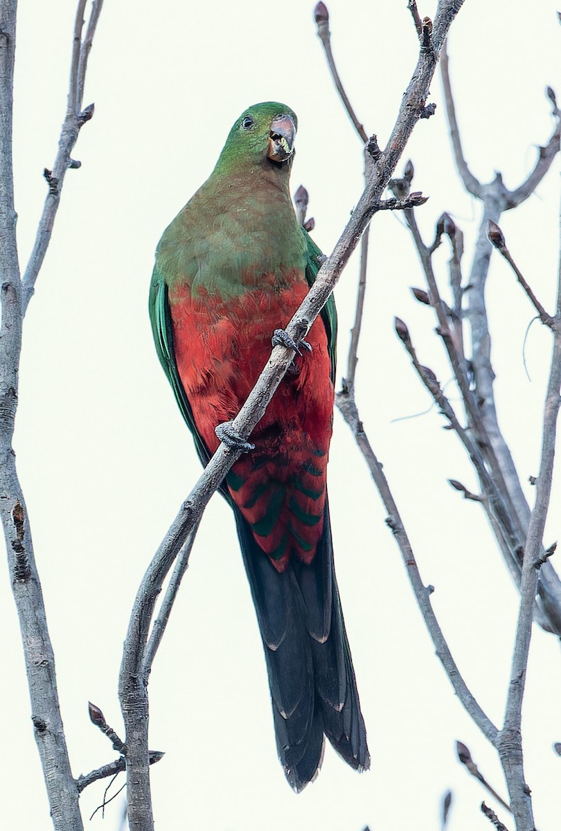 Avustralya Kral Papağanı - ML621110560