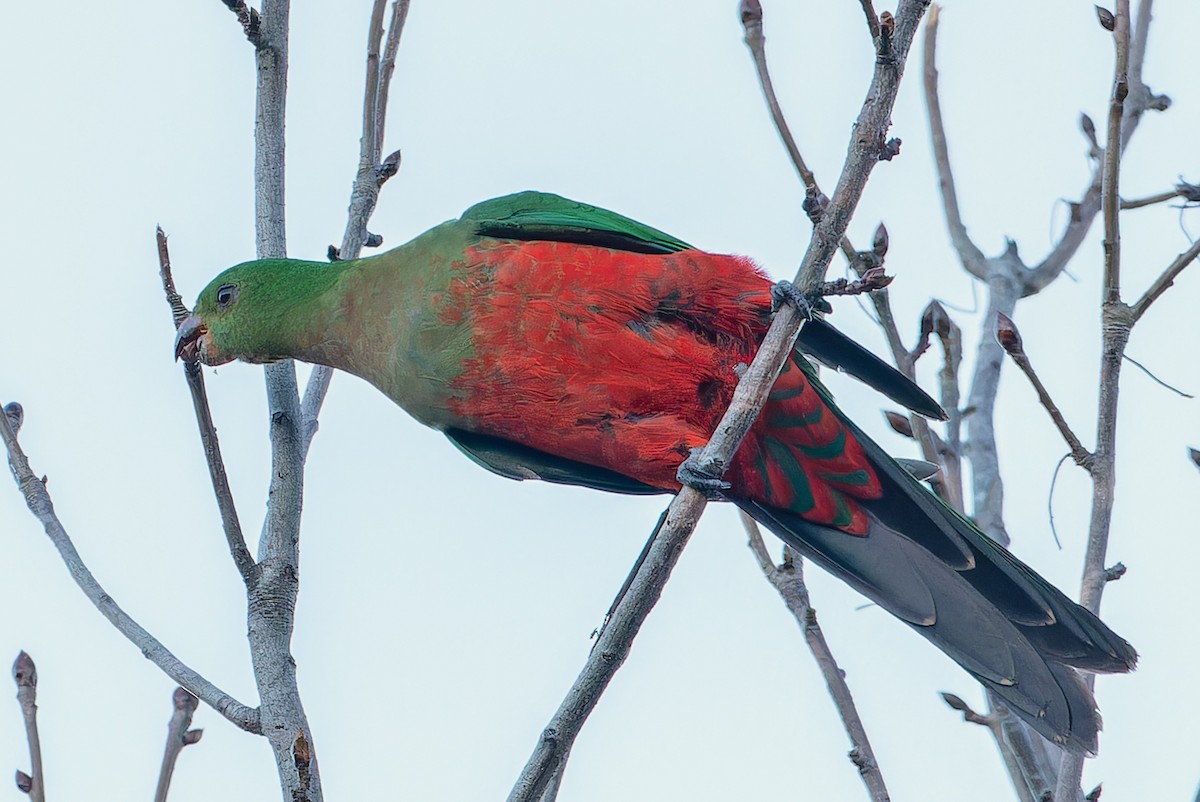 Australian King-Parrot - ML621110561