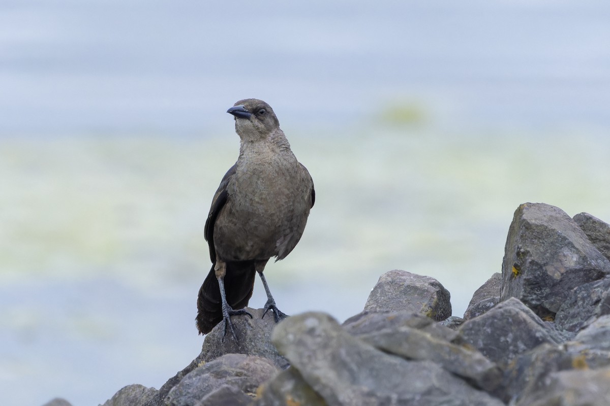 Great-tailed Grackle - ML621110651
