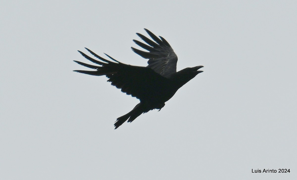 Common Raven - ML621110678