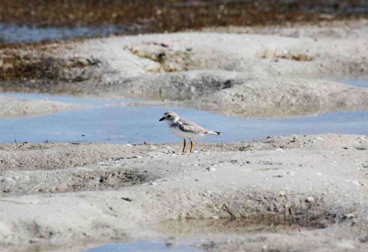 Piping Plover - ML621110693