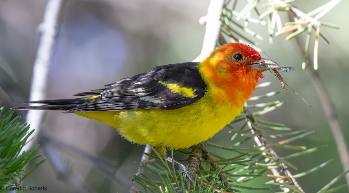 Western Tanager - ML621110701
