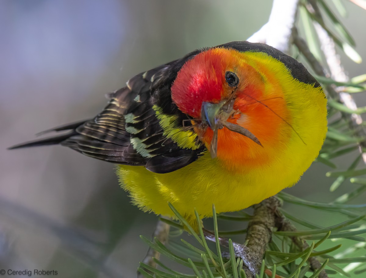 Western Tanager - ML621110702