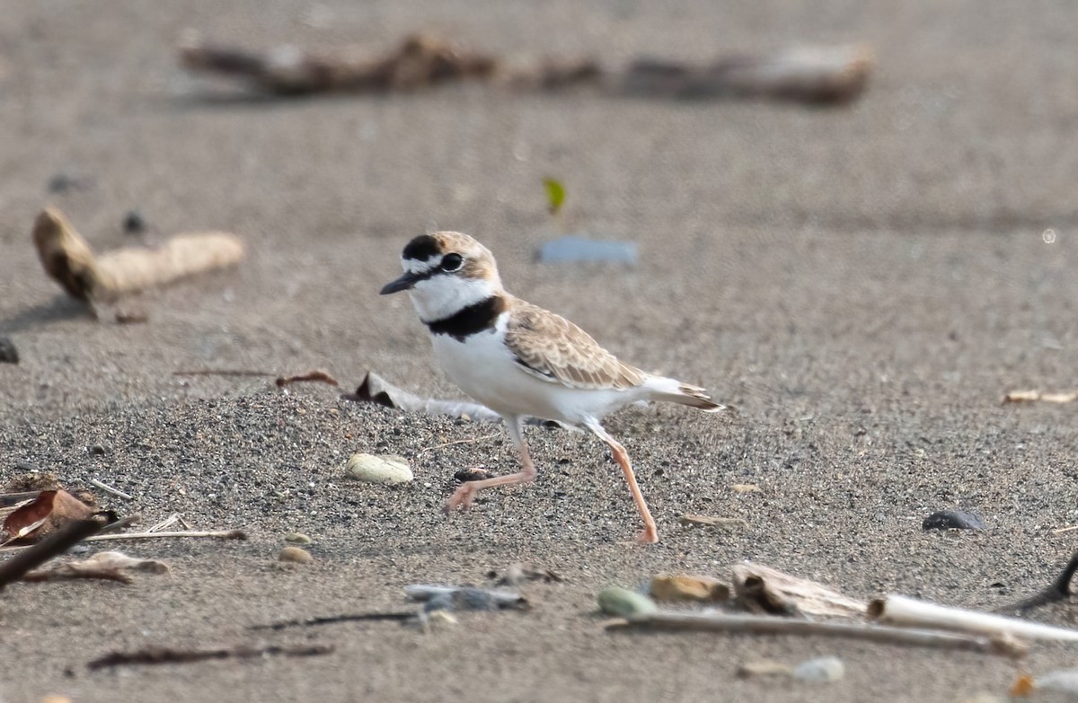 Collared Plover - ML621110705