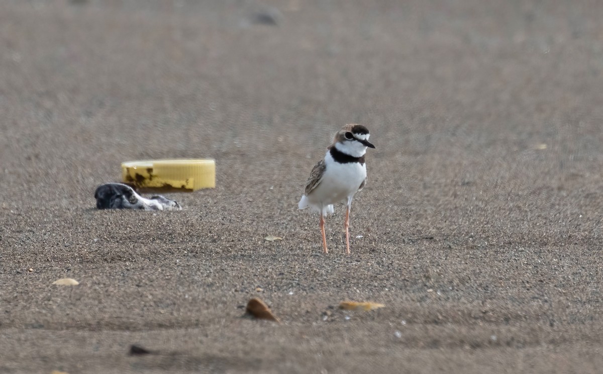 Collared Plover - ML621110707