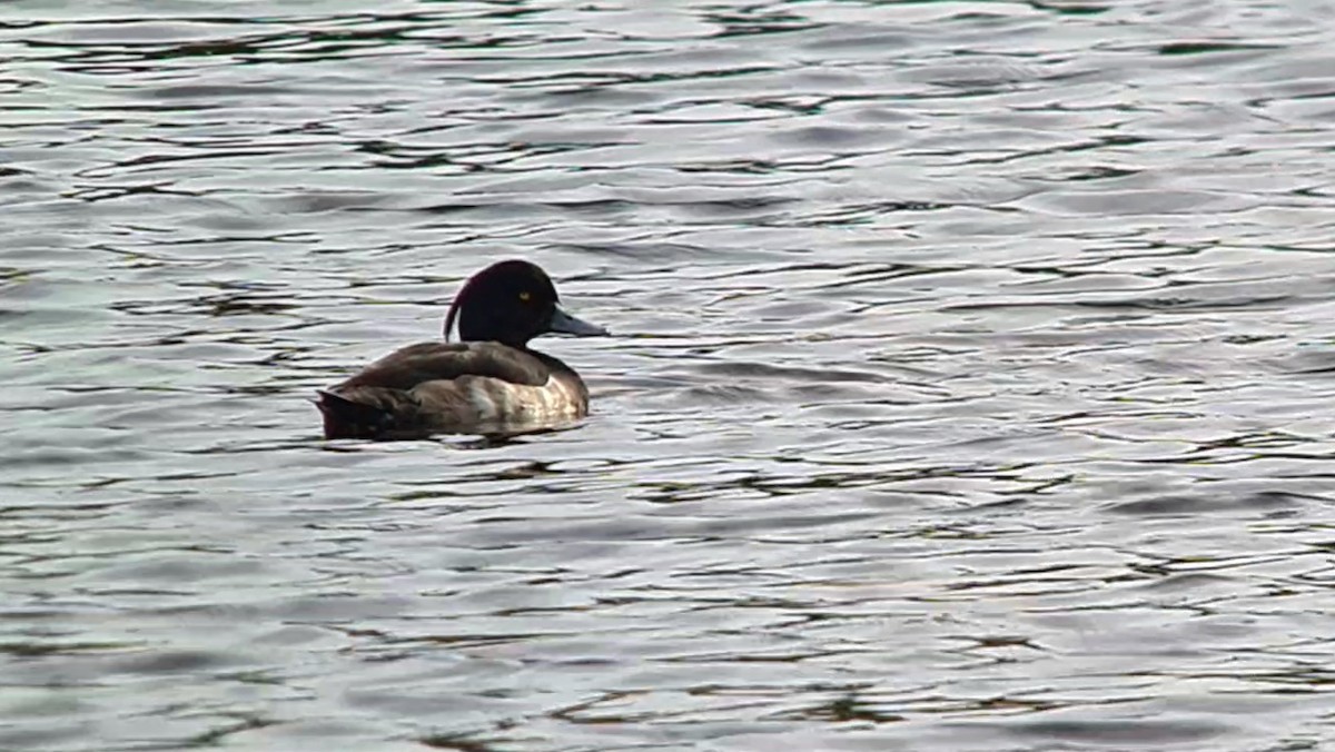 Tufted Duck - ML621110708