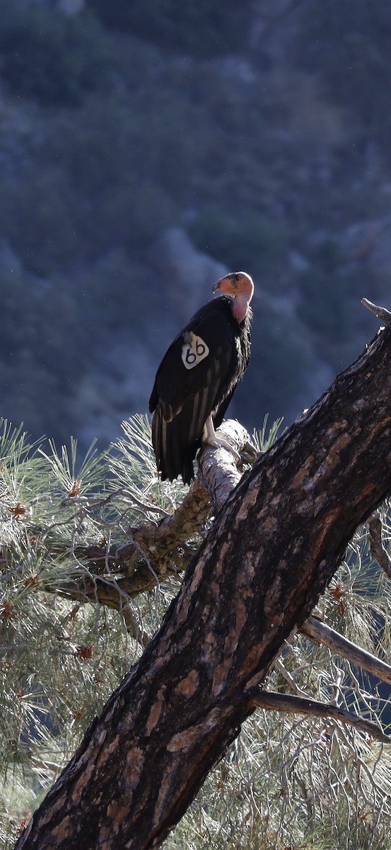 Condor de Californie - ML621110734