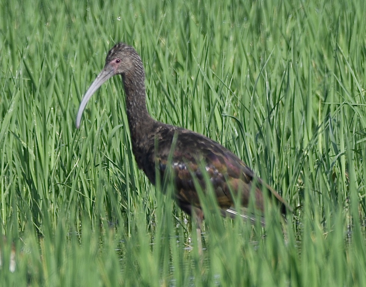 ibis americký - ML621110736