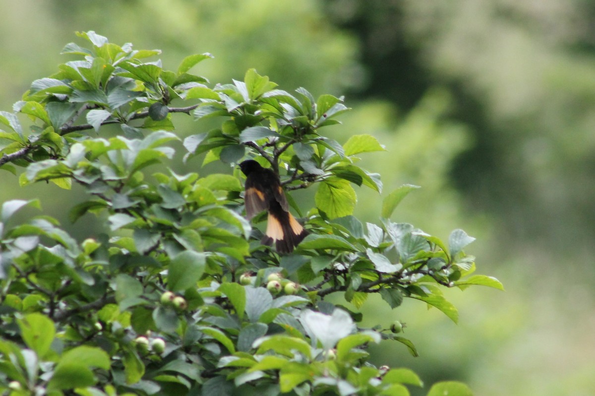 American Redstart - ML621110757