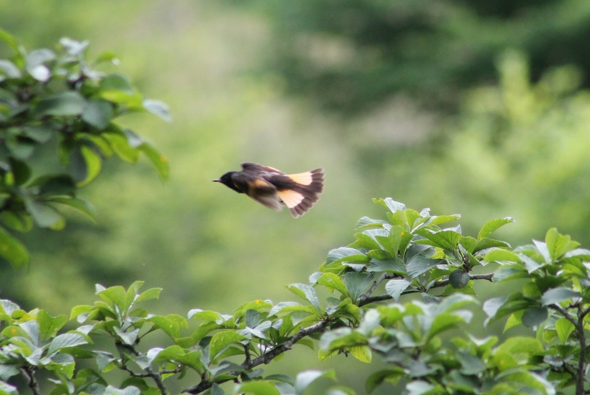 American Redstart - ML621110758