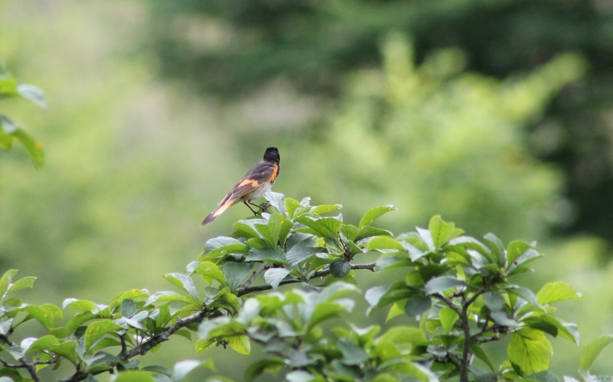 American Redstart - ML621110759