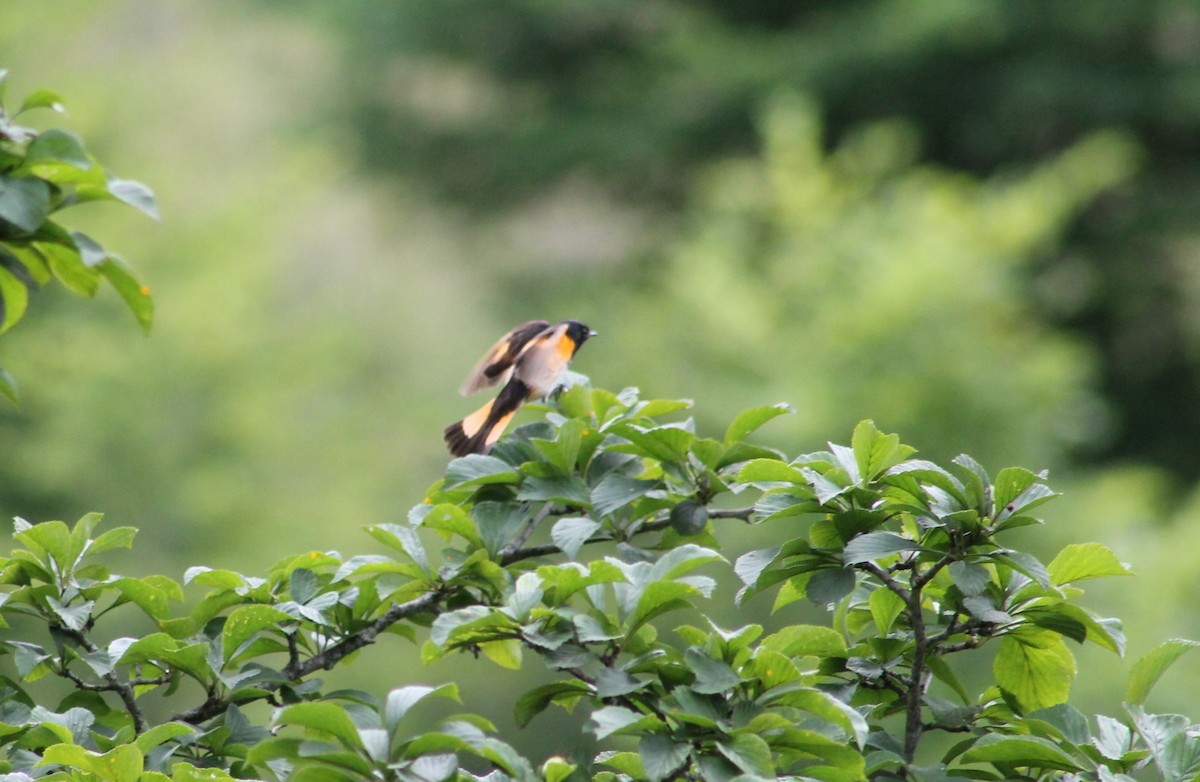 American Redstart - ML621110760