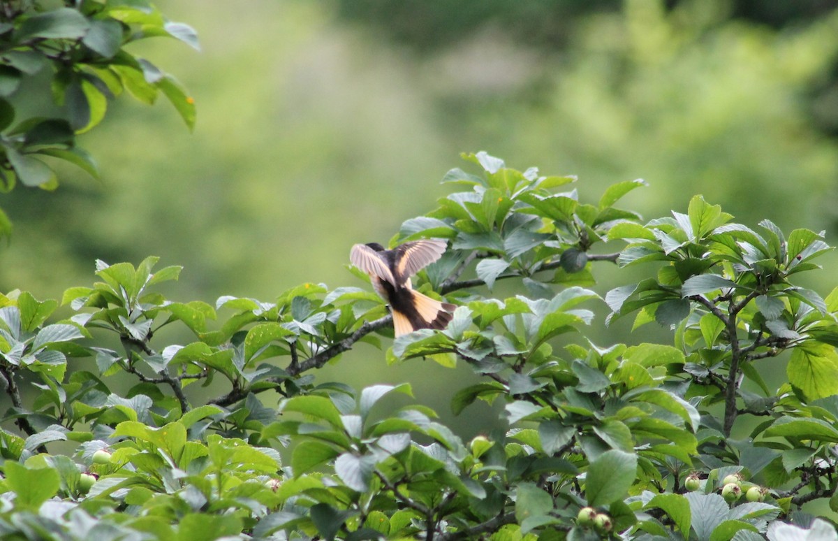 American Redstart - ML621110762