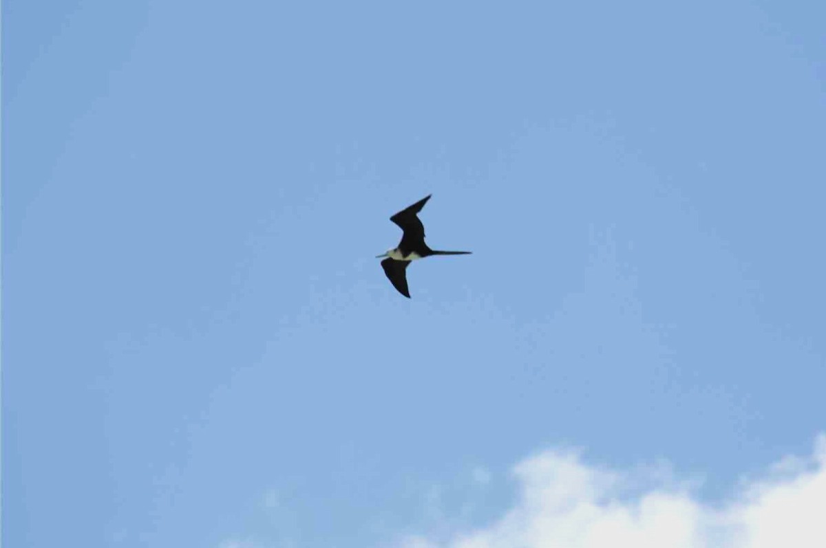 Magnificent Frigatebird - ML621110764