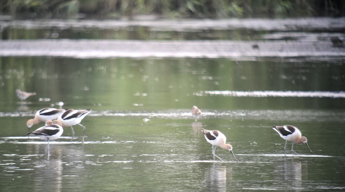 American Avocet - ML621110825