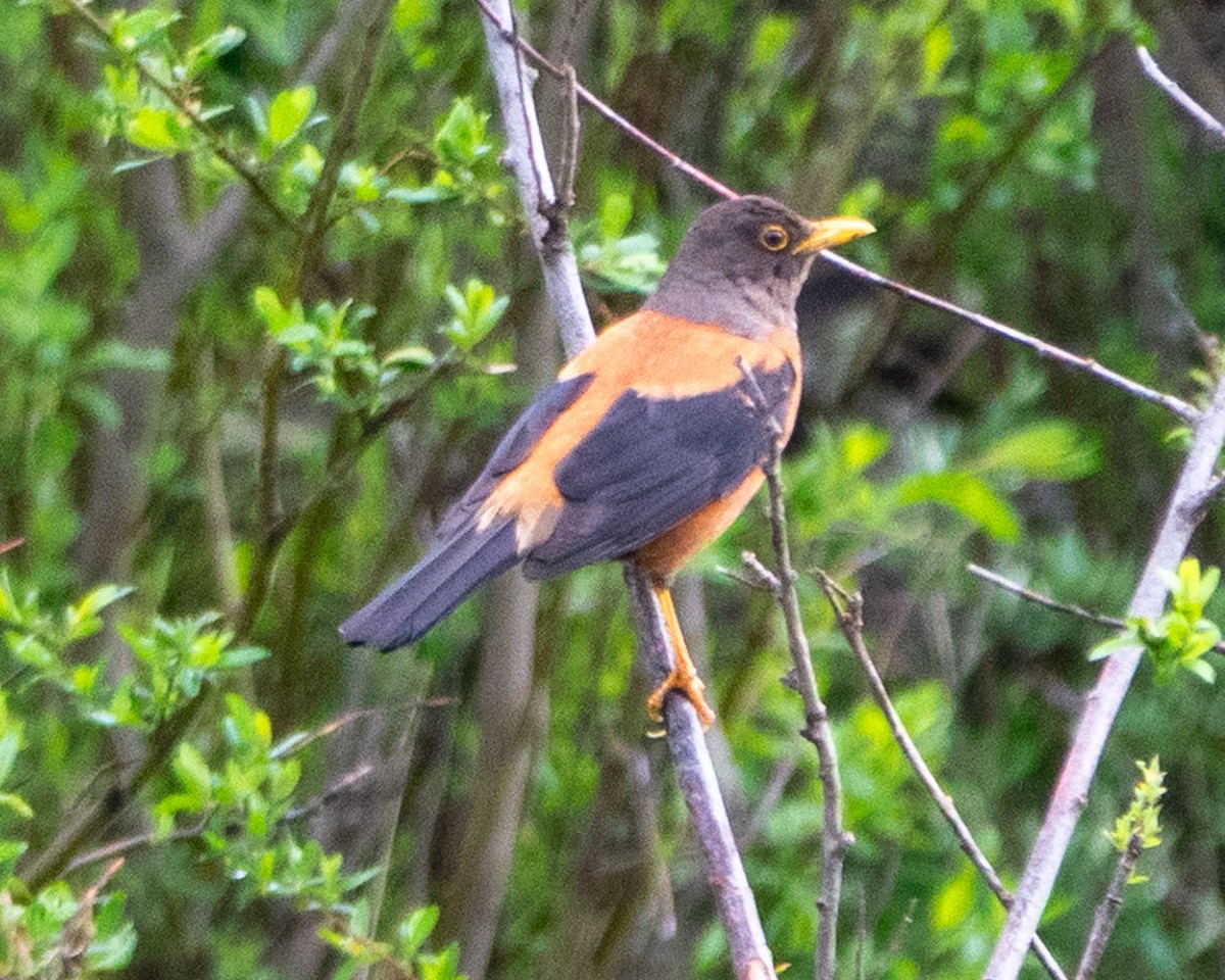 Chestnut Thrush - ML621110839