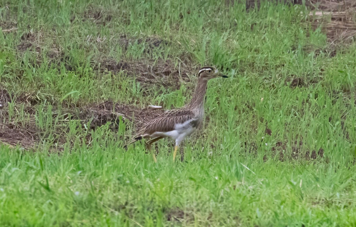 Double-striped Thick-knee - ML621110846
