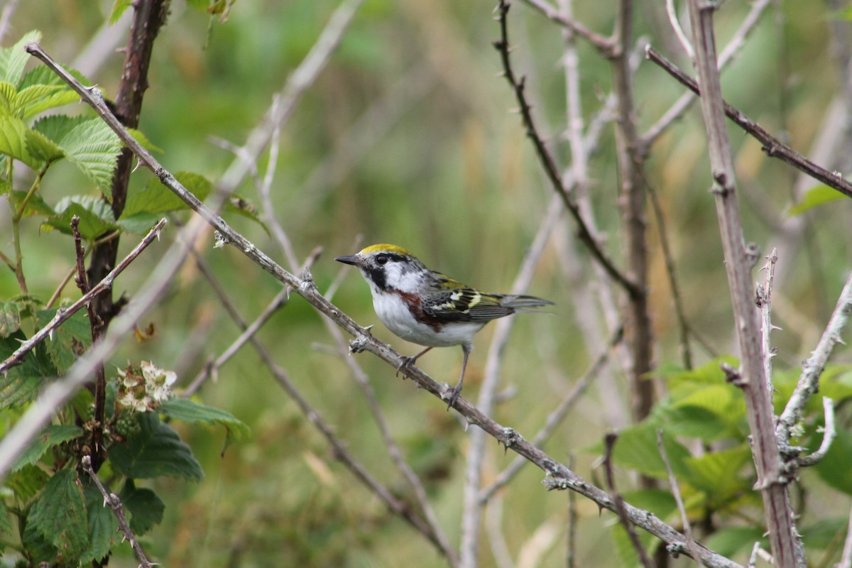 Chestnut-sided Warbler - ML621110857