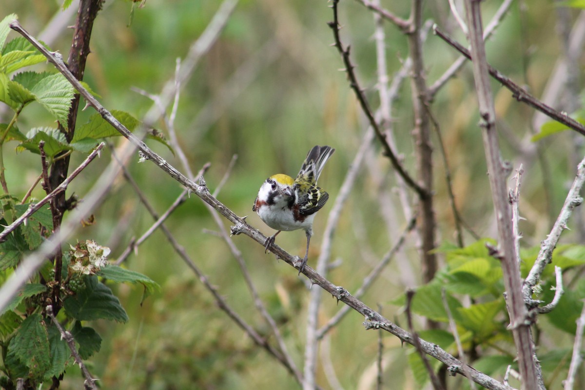 Chestnut-sided Warbler - ML621110859