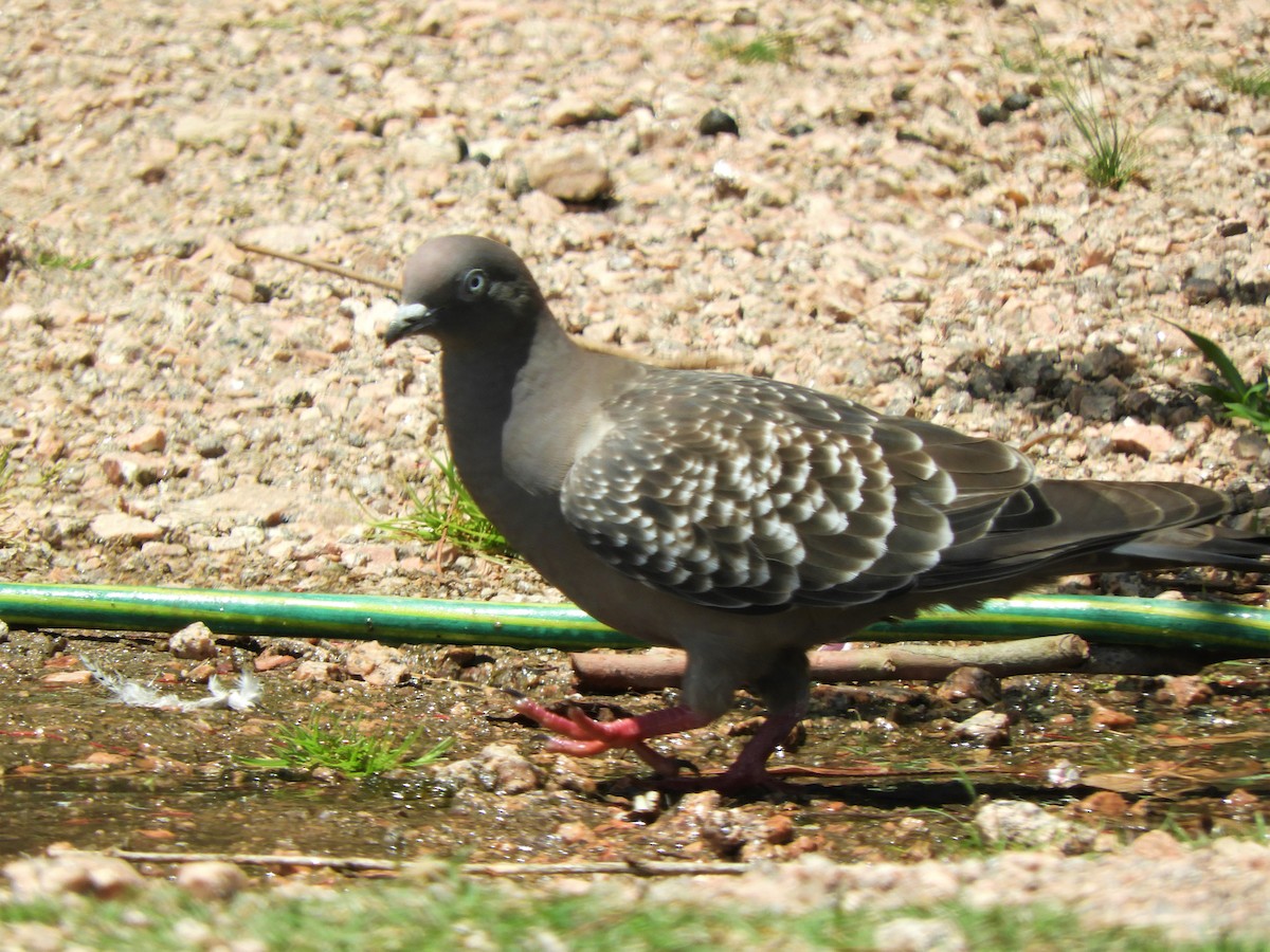 Spot-winged Pigeon - ML621110951