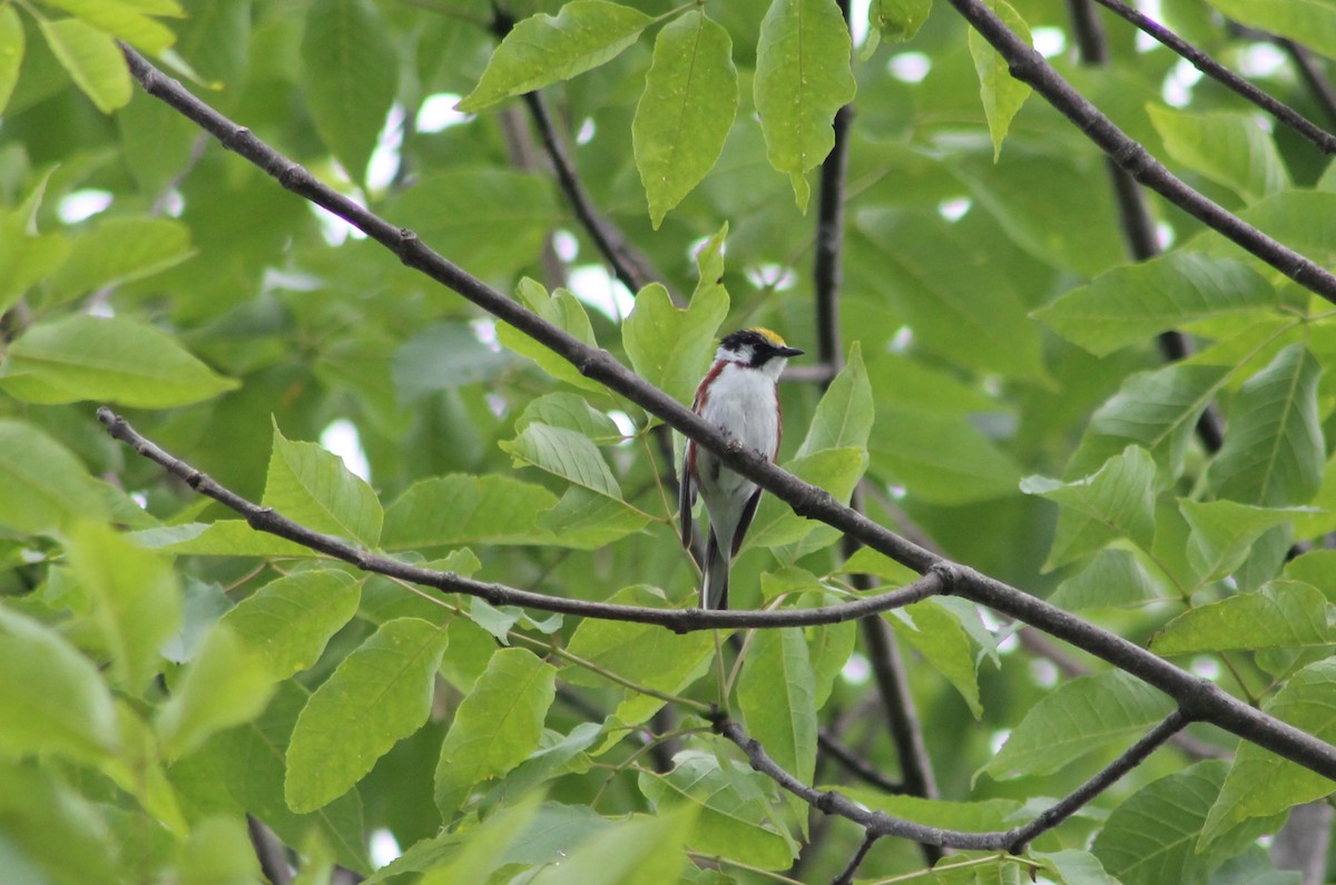 Chestnut-sided Warbler - ML621110963