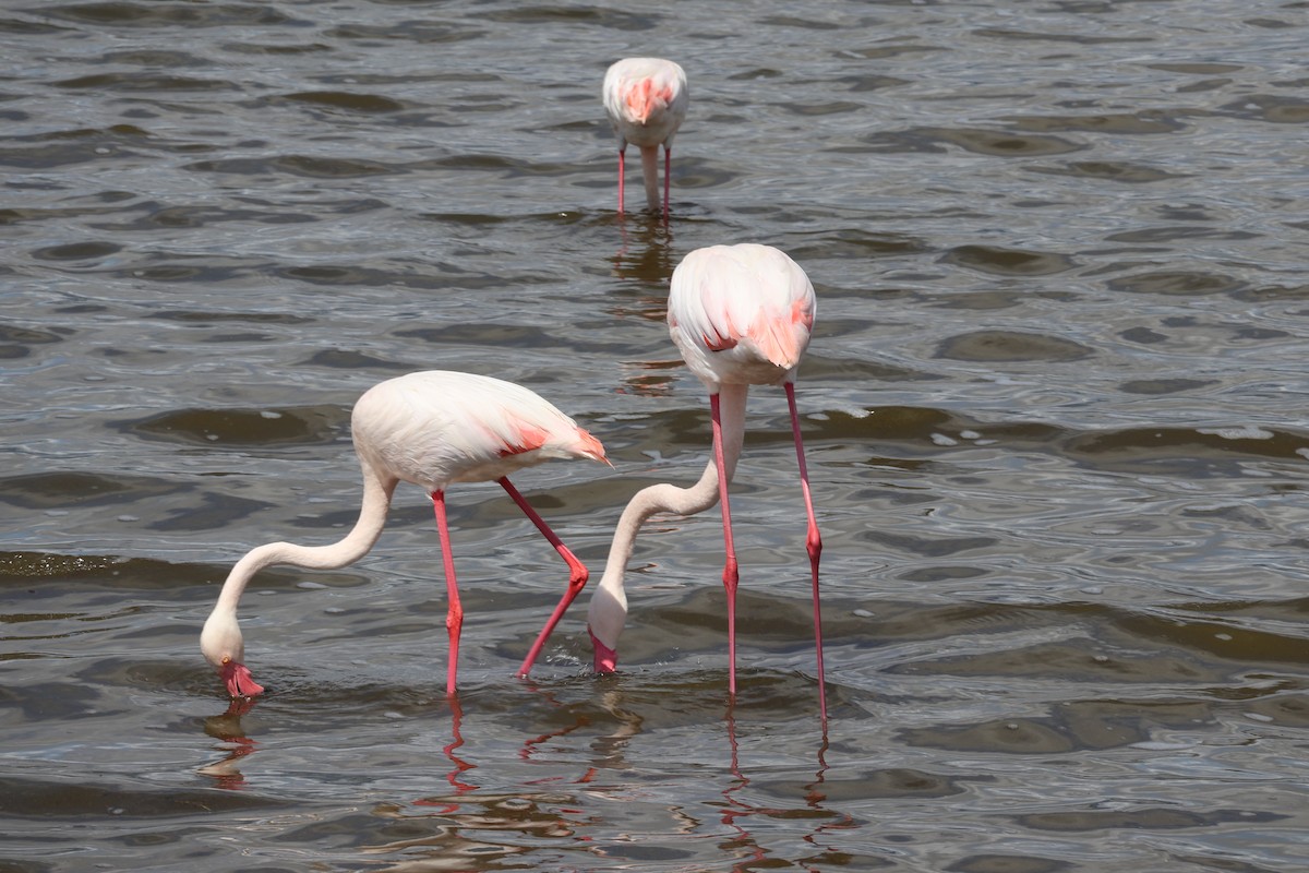 Greater Flamingo - ML621110974