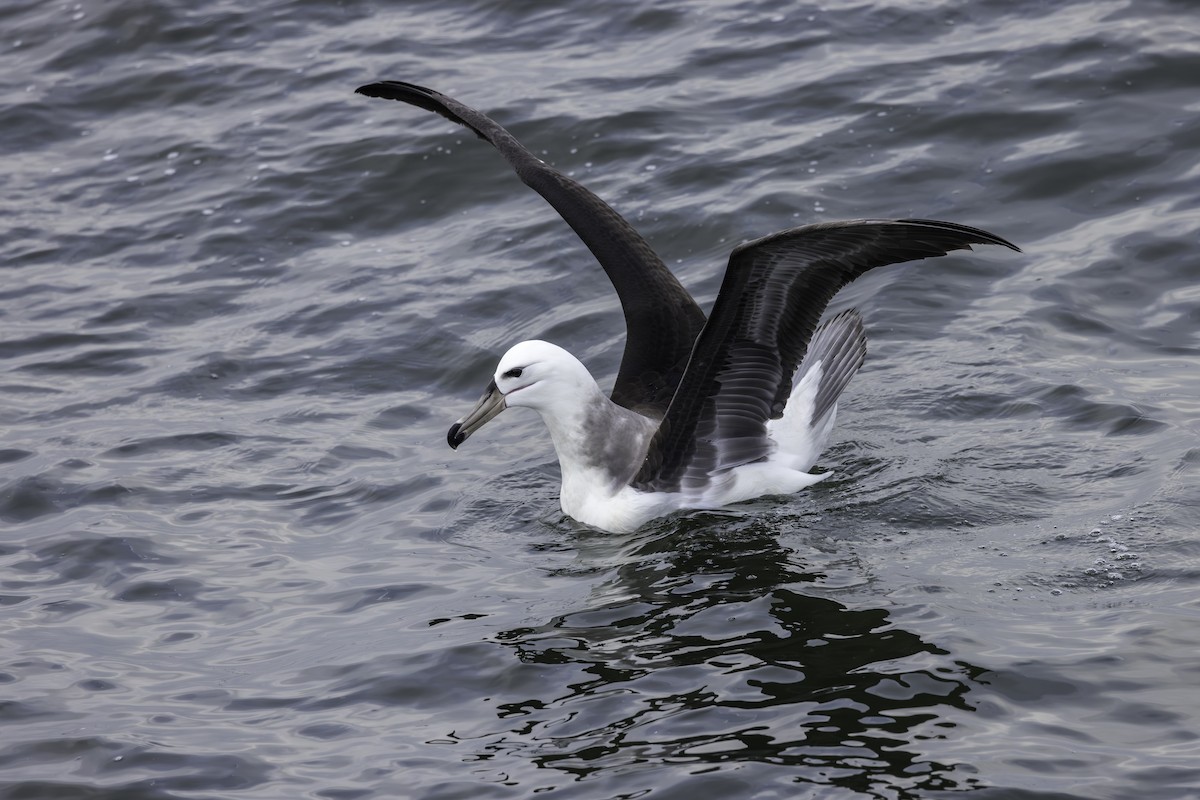 Black-browed Albatross - ML621110987