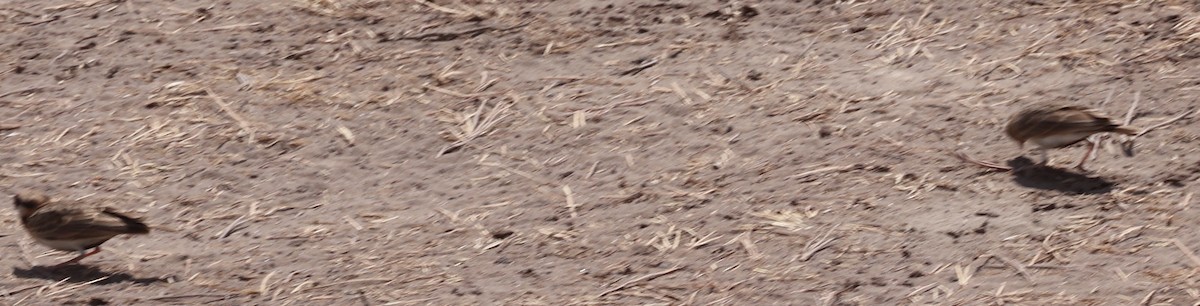 Fischer's Sparrow-Lark - ML621110993