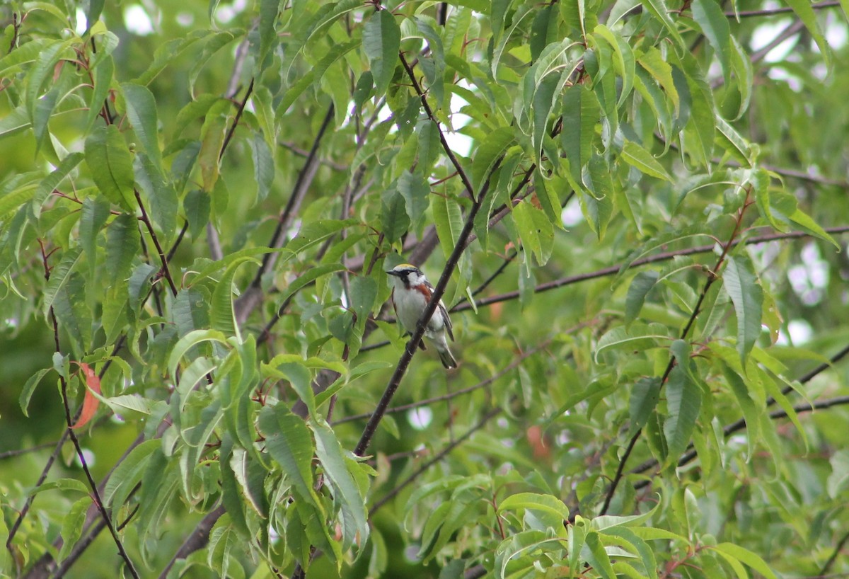 Chestnut-sided Warbler - ML621110997