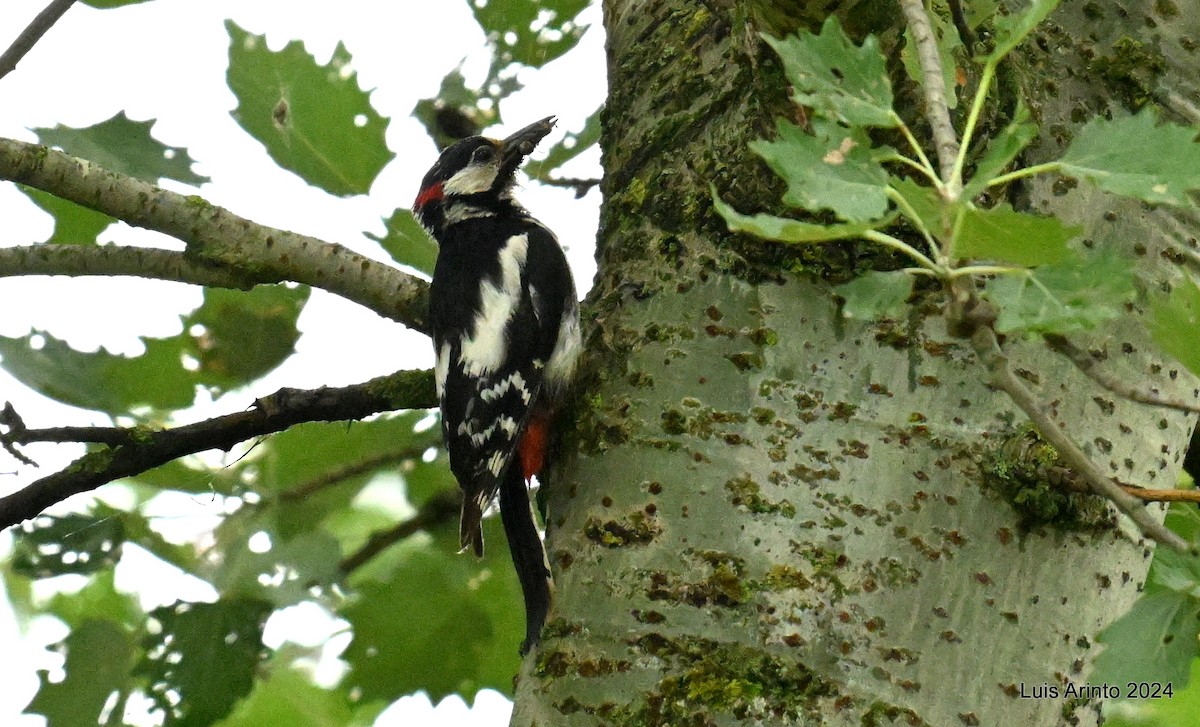 Great Spotted Woodpecker - ML621111059