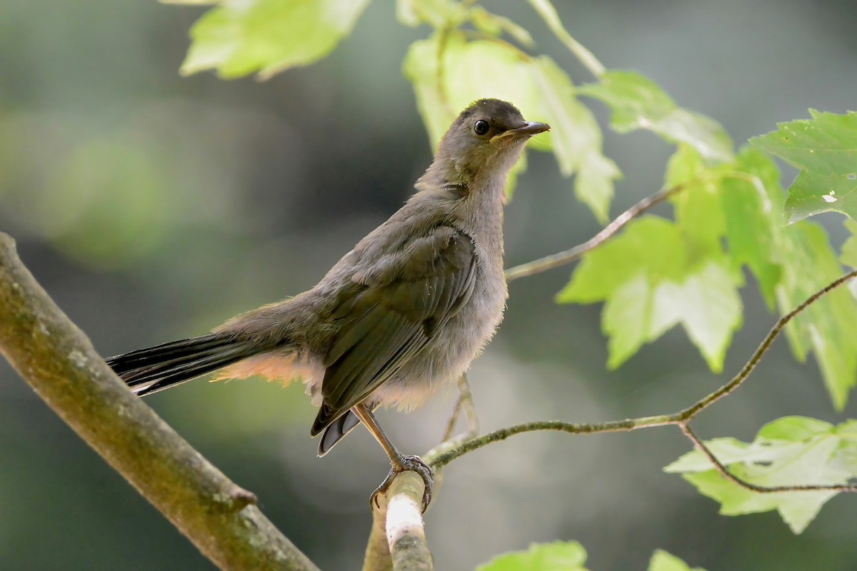 Gray Catbird - Seth Honig